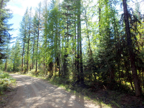 Pedaling onward in a big tree forest.